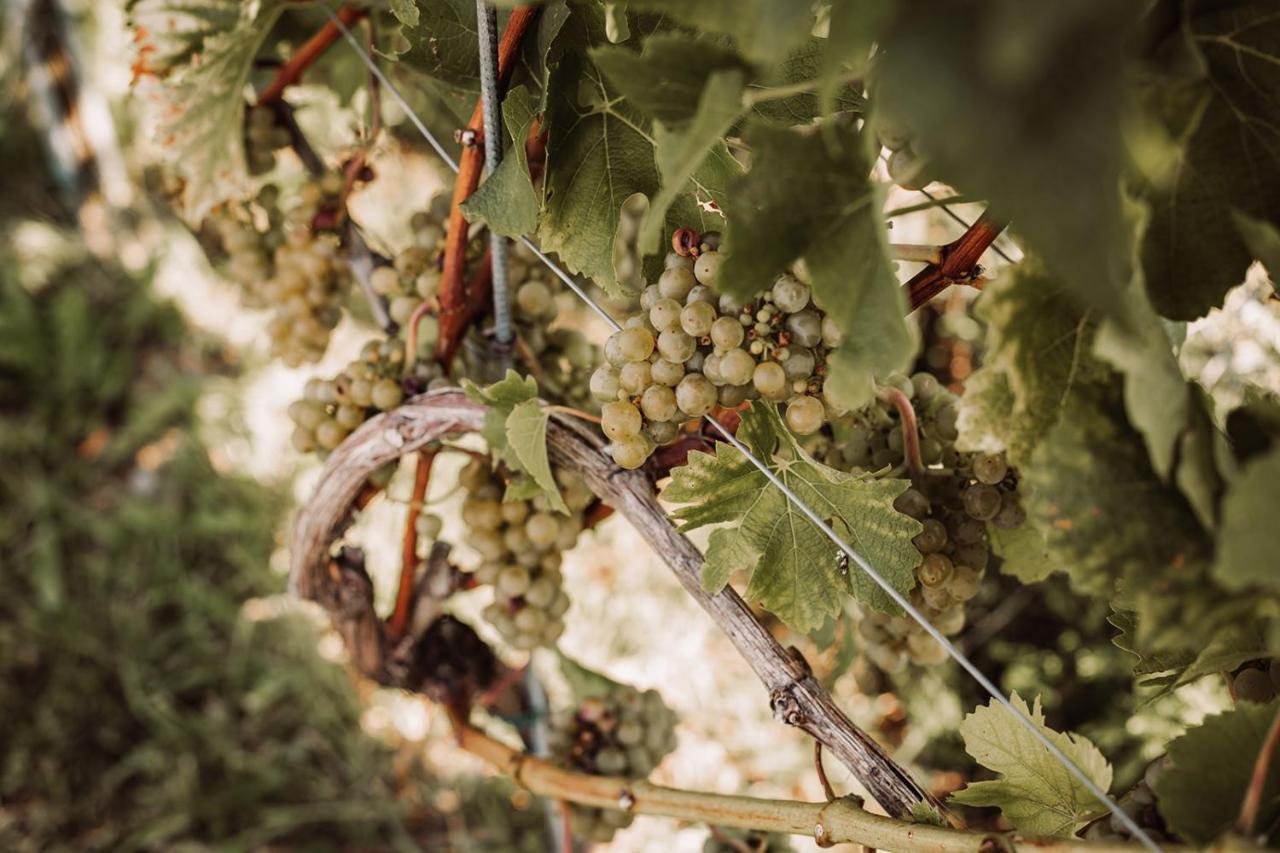 Gospodarstwo agroturystyczne Weingut Kollerhof Am Eichberg *