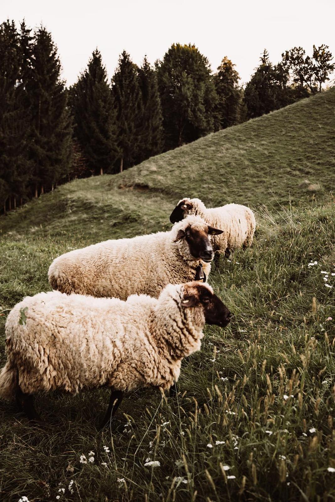 Weingut Kollerhof Am Eichberg Séjour à la ferme Leutschach