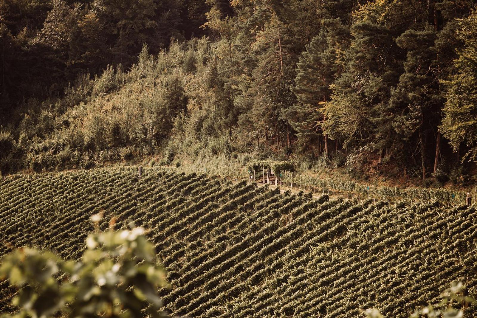 Weingut Kollerhof Am Eichberg Leutschach